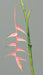 Kunstig Blomst Heliconia Pendula Rosa 116Cm