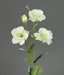 Kunstig Blomst Lisianthus Krem 83Cm