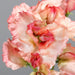 Artificial Flower Sweet Pea Lys Rosa 46Cm