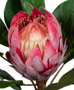 Kunstig Blomst Protea Giant Fuchsia 80Cm