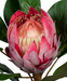 Kunstig Blomst Protea Giant Fuchsia 80Cm