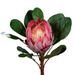 Kunstig Blomst Protea Giant Fuchsia 80Cm