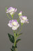 Kunstig Lisianthus Blomster Lavendel 83Cm