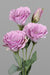 Kunstig Lisianthus Blomst Mørk Rosa 50 Cm