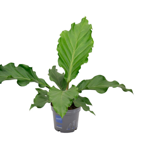 Bregne Asplenium Nidus