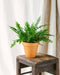 Boston Fern