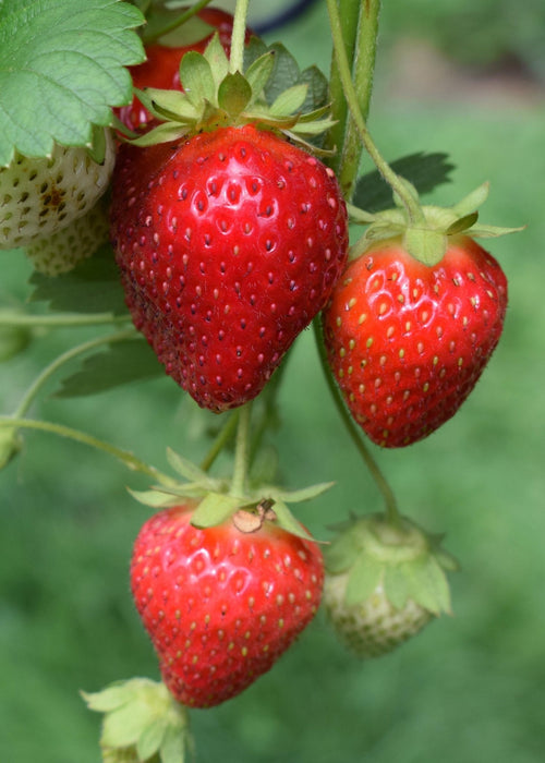 Fragaria X Ananassa Delizzimo