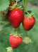 Fragaria X Ananassa Delizzimo