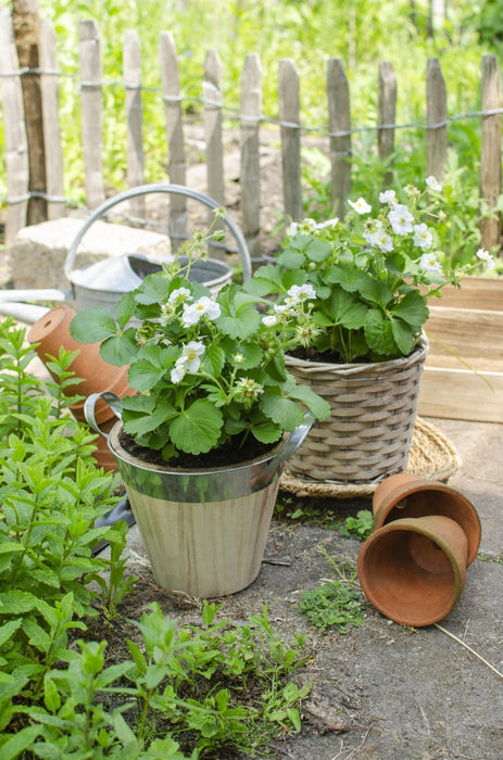 Fragaria X Ananassa Delizzimo