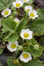 Fragaria X Ananassa Delizzimo