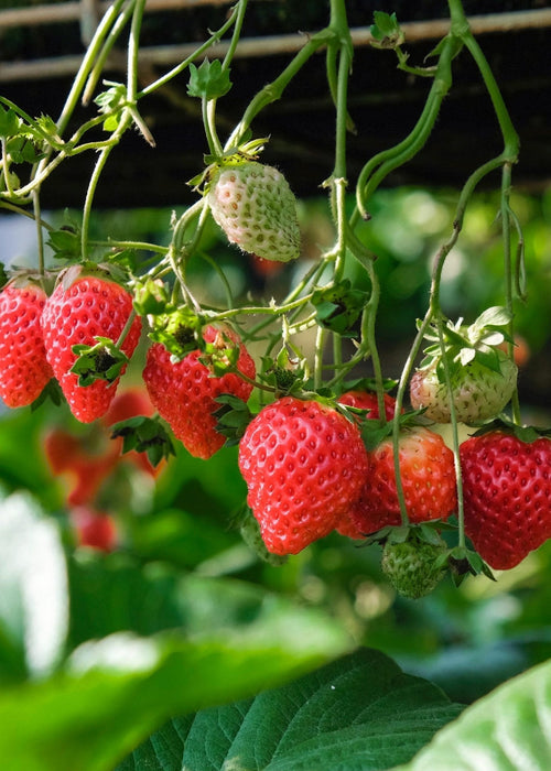 Fragaria X Ananassa Delizzimo