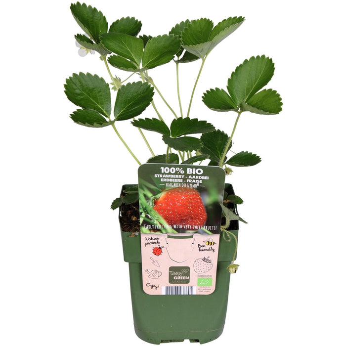 Fragaria X Ananassa Delizzimo