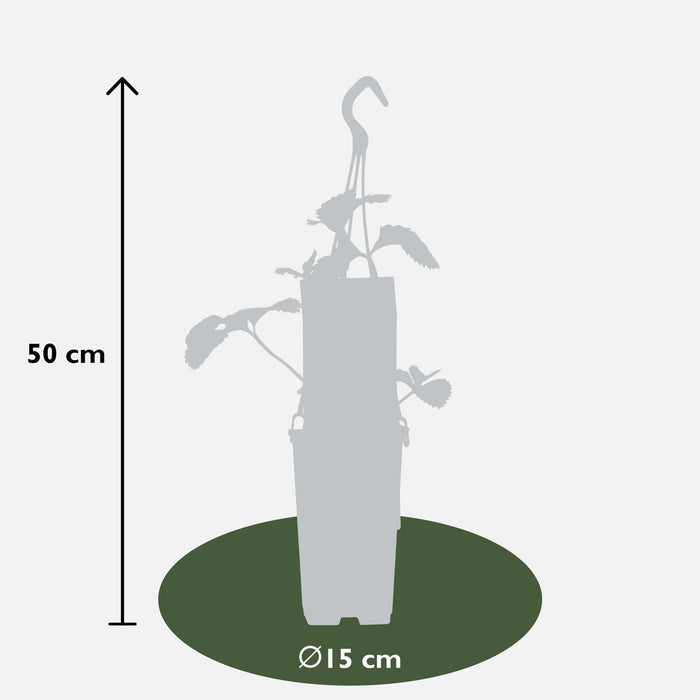 Ananas Jordbærplante - ↨50Cm - Ø15 - Frukttre - Uteplante