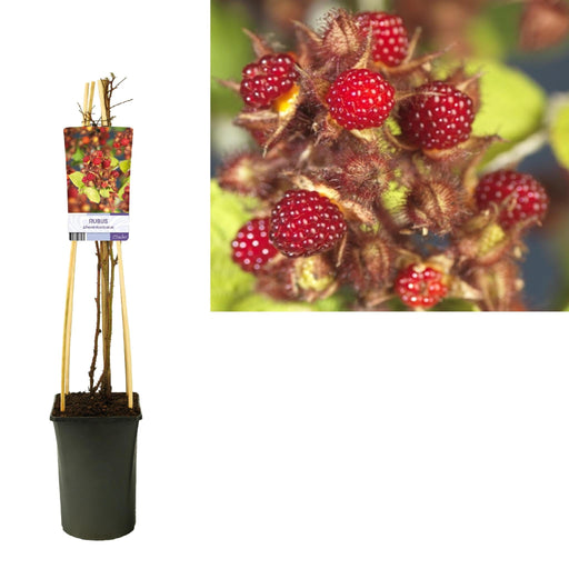 Japansk Bringebær Rubus D17Cm H75Cm