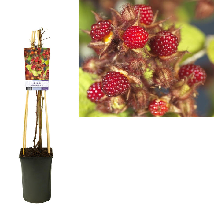 Japansk Bringebær Rubus D17Cm H75Cm