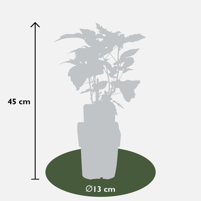 Bringebærtre Parti På 4 - ↨45Cm - Ø13 - Fruktbusk