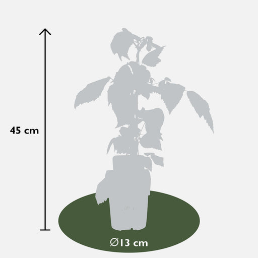 Rød Bringebærsett På 3 - ↨45Cm - Ø13 - Fruktbusk