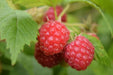 Bringebær Rubus Idaeus 'Willamette'