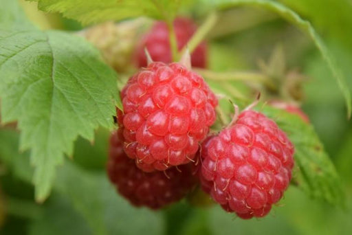 Bringebær Rubus Idaeus 'Willamette'