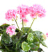 Kunstig Geranium Stake 5 Hoder 40Cm Rosa