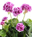 Kunstig Lilla Geranium 40 Cm Med Stake