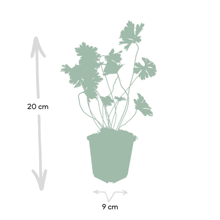 Geranium Rozanne X6