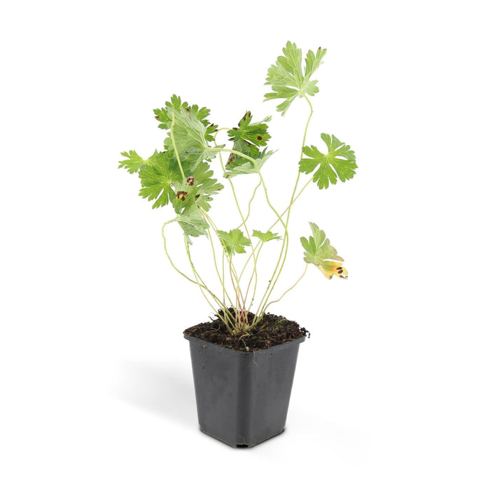 Geranium Rozanne X6