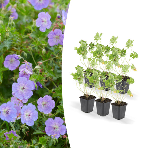 Geranium Rozanne X6