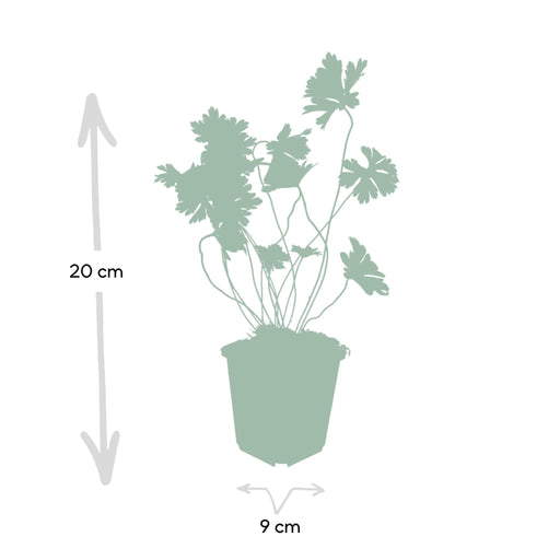 Geranium Rozanne X 20