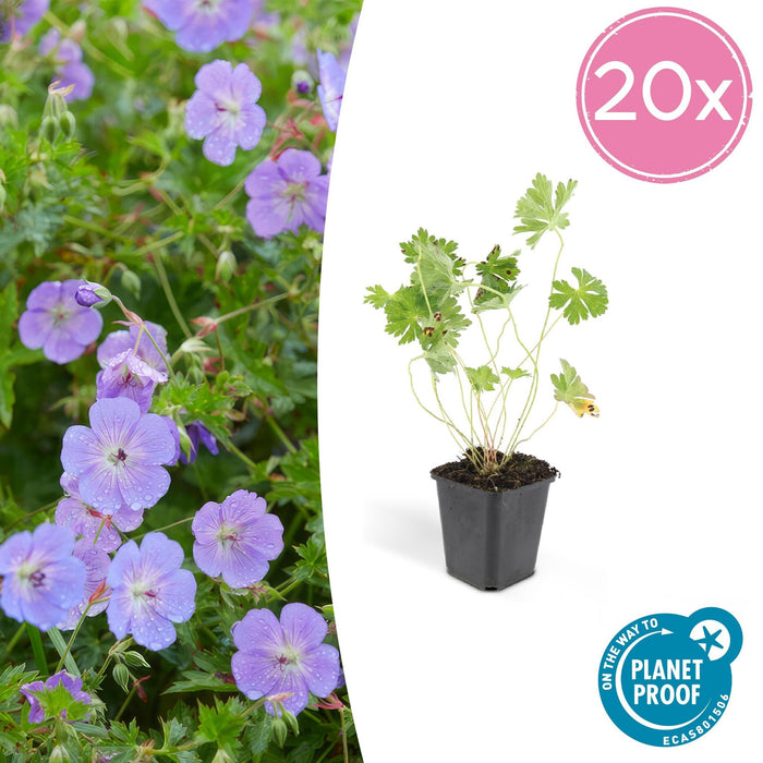 Geranium Rozanne X 20