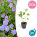 Geranium Rozanne X 20