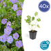 Geranium Rozanne X 40