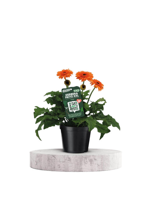 Gerbera Patio Orange