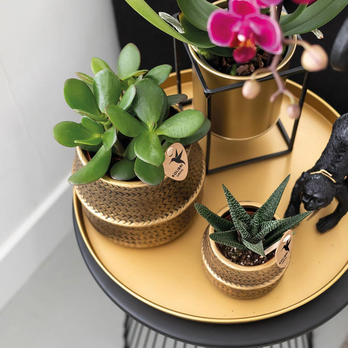 Gavesett Hotel Chic | Lilla Phalaenopsis Orkidé Og Sukkulenter