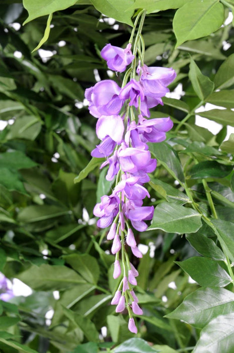 Kunstig Blomstrende Wisteria 150 Cm Inneplante