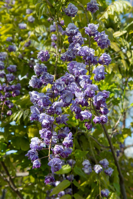 Wisteria Black Dragon - Sett Med 2 - ↨65Cm - Ø15 - Klatreblomstplante