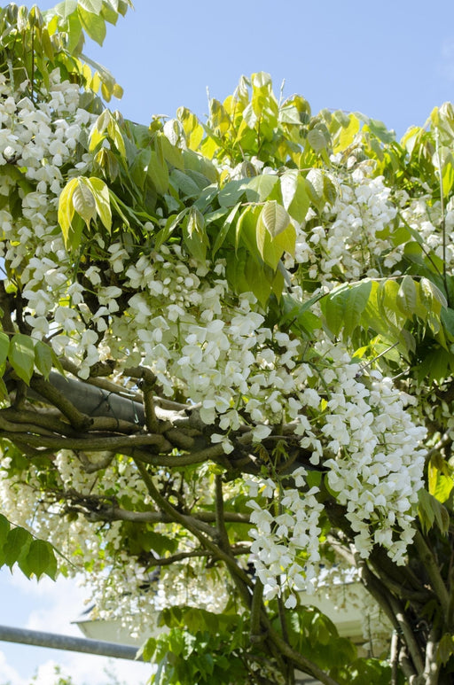 White Wisteria - Sett Med 2 - ↨65Cm - Ø15 - Utendørs Klatreanlegg