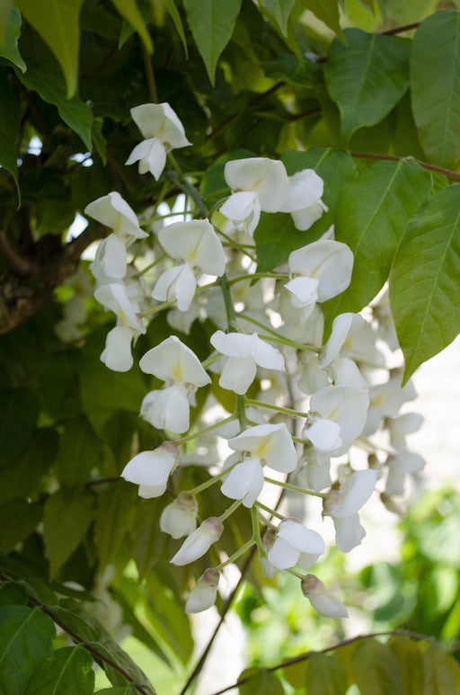 White Wisteria - Sett Med 2 - ↨65Cm - Ø15 - Utendørs Klatreanlegg