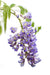 Blå Wisteria - Sett Med 2 Wisteria