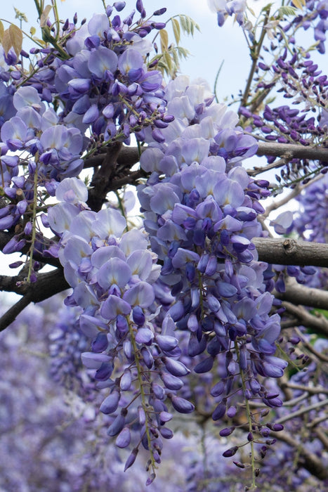 Blå Wisteria - Sett Med 2 Wisteria