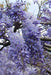 Blå Wisteria - Sett Med 2 Wisteria