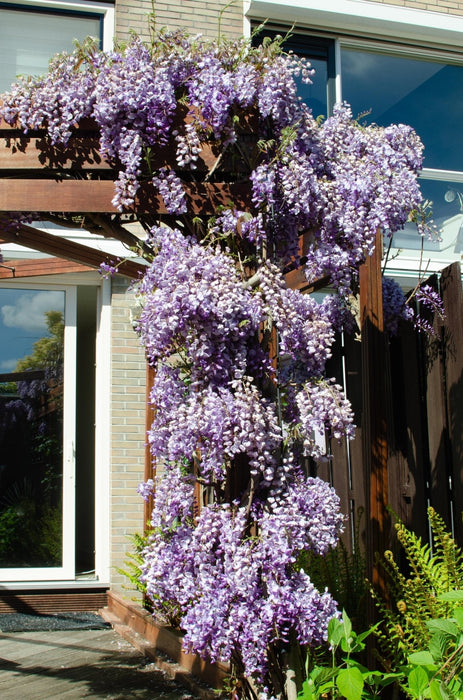 Wisteria 'Blue Waterfall' - H75Cm, Ø23Cm - Utendørsanlegg