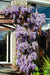 Wisteria 'Blue Waterfall' - H75Cm, Ø23Cm - Utendørsanlegg