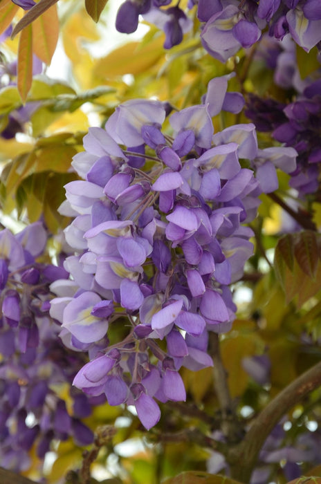 Wisteria 'Blue Waterfall' - H75Cm, Ø23Cm - Utendørsanlegg