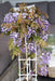 Wisteria 'Blue Waterfall' - H75Cm, Ø23Cm - Utendørsanlegg