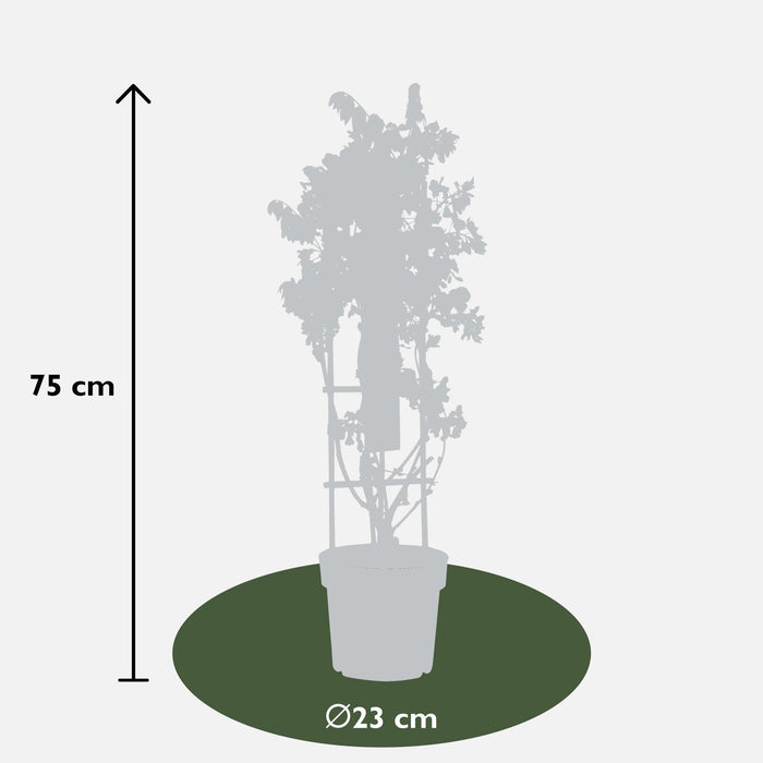 Wisteria 'Blue Waterfall' - H75Cm, Ø23Cm - Utendørsanlegg