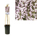 Wisteria Rose D17Cm H75Cm