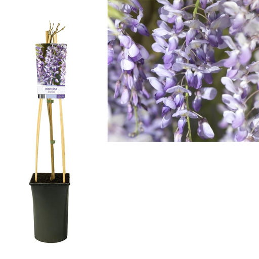 Wisteria Sinensis D17Cm H75Cm