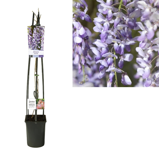 Wisteria Sinensis D23Cm H115Cm