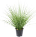 Kunstgress Miscanthus Zebrinus 45Cm Grønn Gul